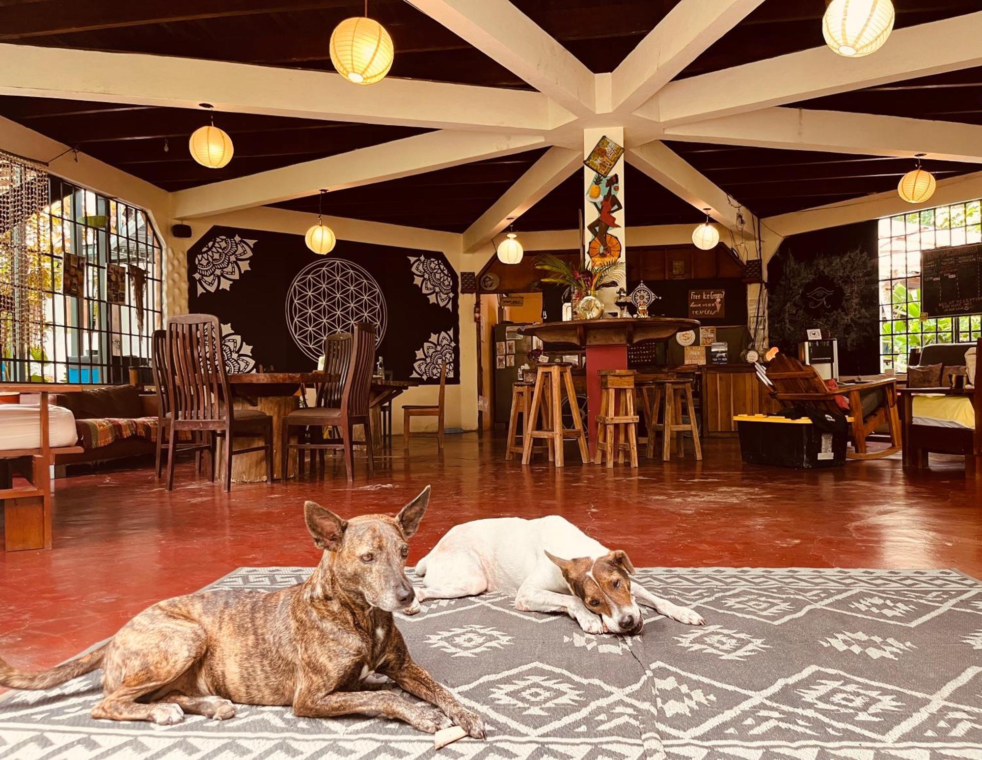 La Ruka Hostel Puerto Viejo de Talamanca Екстер'єр фото